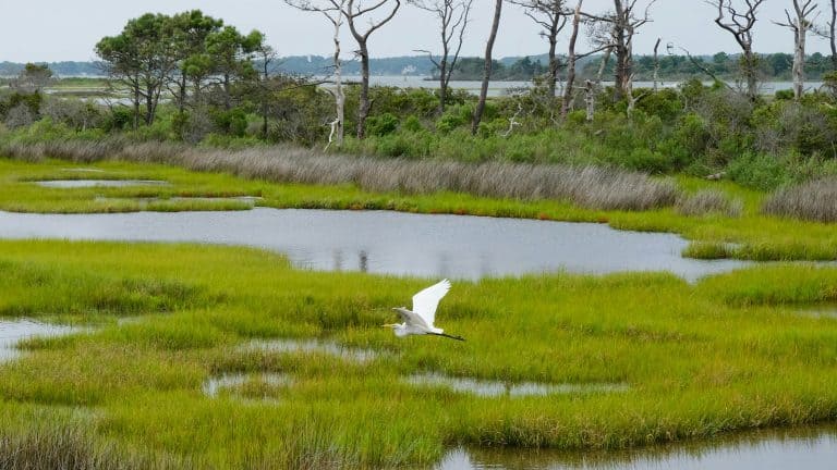 A marshland with a heron flying over the grass and scattered pools of water. Wetland protection is relevant here.